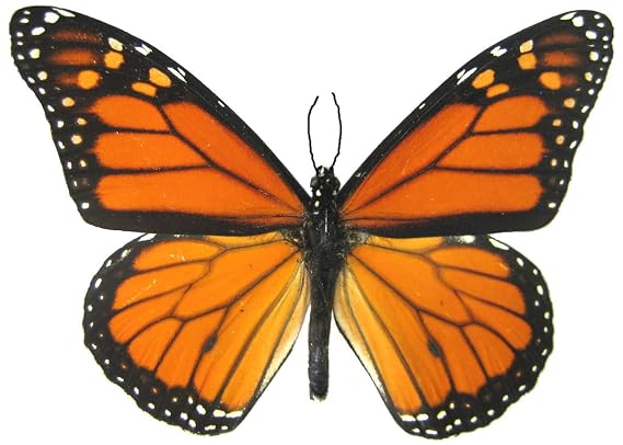 6 Large Monarch Butterfly Temporary Tattoos