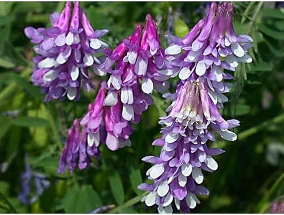 Hairy Vetch Seeds (80 Seed Pack)