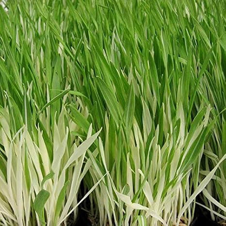 Variegated Cat Grass (Hordeum vulgare) - Grow Now or Store for Future Planting - Capsule of 50 Seeds