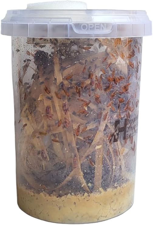 Go-Large 1000ml Advanced Husbandry Live Fruit Flies, Drosophila Hydei, Large 2-3mm, Culture with Multiple Life Stages