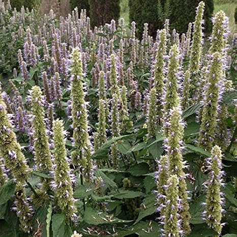 Purple Giant Hyssop 30 Seeds | Packaged in an airtight, watertight glass vial with cotton and moisture-absorbing silica for long-term seed storage.
