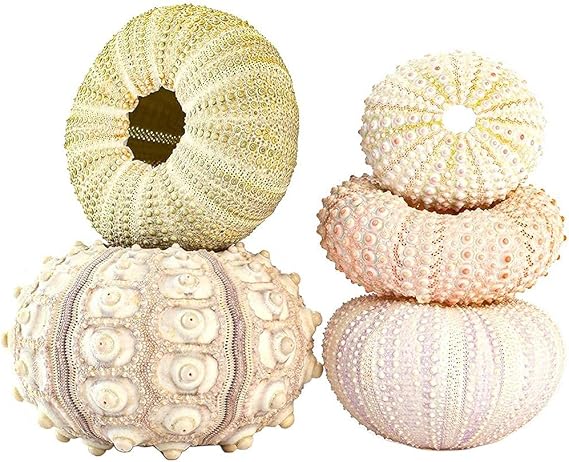 Urchin Shells Sea Urchin Shells Large 13×9×8 Sea Urchin Shell Urchin Shells (4-Piece Set)