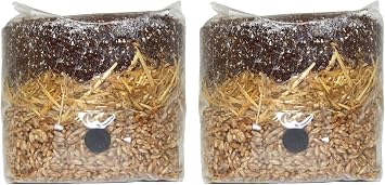All in One Mushroom Grow Bag 2 Pack