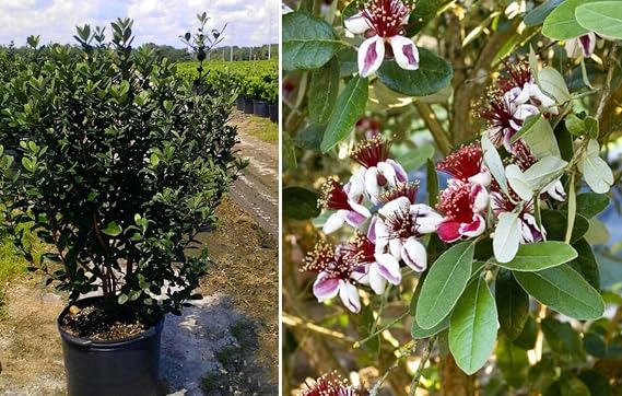 Feijoa Pineapple Guava- ACCA sellowiana - Grow Your own Fruits 100% Organic 19 cm Pot