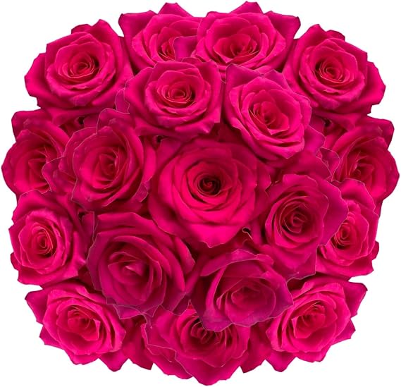 Farm Direct Fresh Cut Hot Pink Roses, 50 Fresh Stems.
