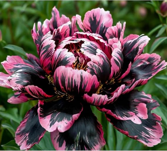 Cold-Resistant Peonies Rhizome Shade Tolerant Premium Perennials Garden Projects 1 Rhizome-Color-i