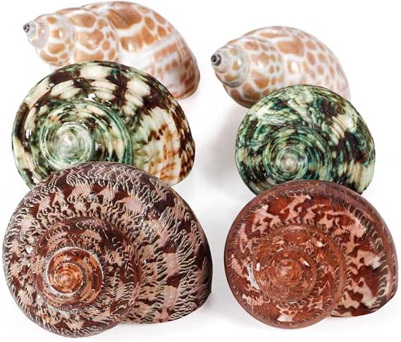 PPCLION Unstained Natural Hermit Crab Shells Pearl Turbo Seashell for Decor, 3 Kinds 6 PCS Size 1.5" - 2", Opening 0.8-1" Hermit Crab Supplies