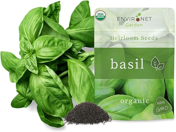 Organic Basil Seeds Pack 1/2 OZ Pack, Non-GMO, Heirloom, High-Germination, Fresh & Flavorful Herb for Cooking, Garnishing & Gardening