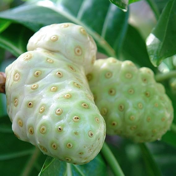 Noni Tree Seeds (Morinda Citrifolia) 10 Seeds