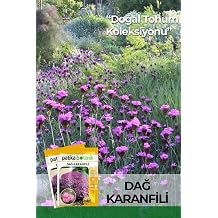 50 Adet Dağ Karanfili Çiçek Tohumu
