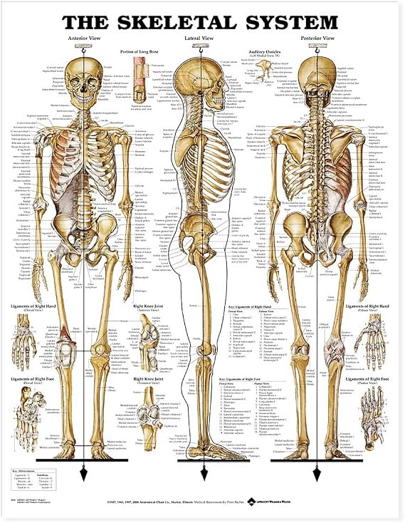 The Skeletal System Anatomical Chart
