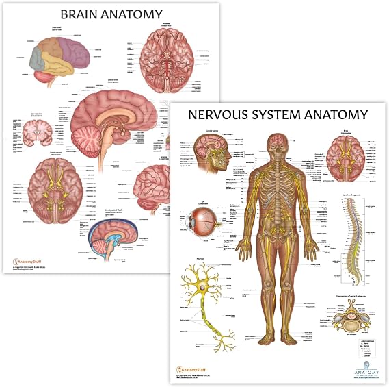 Anatomy Lab Nervous System and Brain Anatomy Poster Set - 2 PACK LAMINATED, 17.3 x 22.5 Inches, Anatomical Charts for Education Learning and Students Anatomy Posters Set