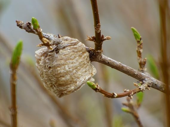 Generic 3 - Chinese Praying Mantis Egg Cases - (Smaller Size) Same as All Others Except Smaller - Shipped in a 32 oz Crystal Clear Hatching Habitat., grey