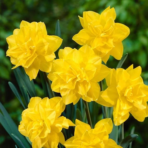 Votaniki Double Daffodil Golden Ducat Bulbs - Long Lasting Blooms & Perennial Daffodil | Narcissus Double 'Golden Ducat - Easy to Grow (25 Pack)