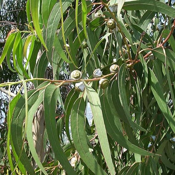 Eucalyptus (Eucalyptus globulus) - Packet of 20 Seeds