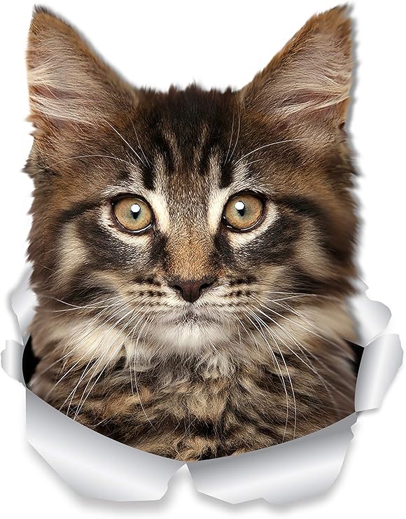 Winston & Bear Maine Coon Cat Wall Decals - 2 Pack - Tabby Maine Coon Kitty Cat Toilet Sticker - 3D Cat Car Window and Bumper Sticker - Retail Packaged Cat Lover Gifts