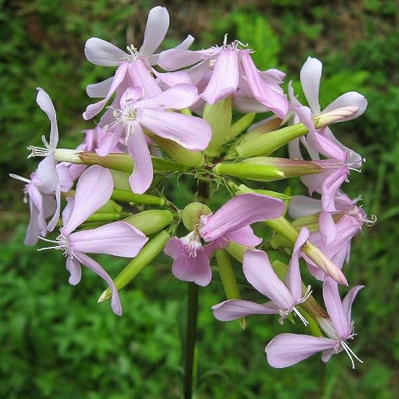 Soapwort Seeds (Saponaria officinalis) 30 Seeds | Packaged in an airtight, watertight glass vial with cotton and moisture-absorbing silica for long-term seed storage.