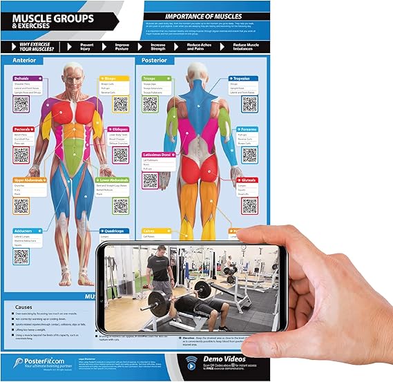 Muscle Groups & Exercise Gym Poster - LARGE 24" X 16.5" - Laminated - Gym & Home Fitness Wall Chart - Includes Video Training Support by Posterfit