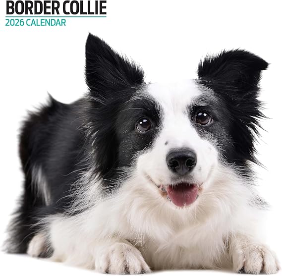 Border Collie 2026 Modern Calendar