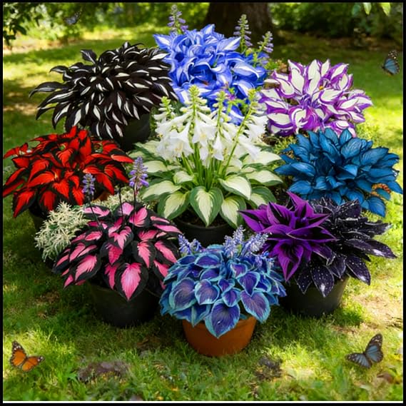 Mixed Hosta: A Variety of Leafy perennials, a Colorful Selection for Shady Gardens/That Grow Fast/Golden Jade Carving-6 Roots-B