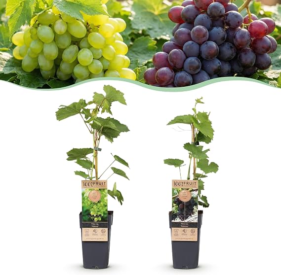 Green boutiQ - Obstpflanze - Vitis vinifera Himrod - Vanessa - Weinrebe - Kernlos - Blaue &amp; Weiße Traube - 2 Pflanzen - Topf 15cm - Höhe 50cm
