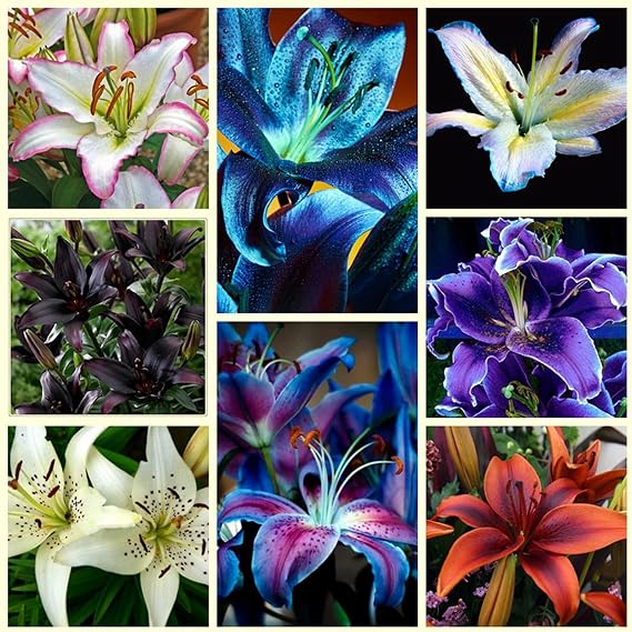 Lily Bulbs.Strong Plants That Grow Well Mix Golden Jade Carving Feels Beautiful-4 Bulbs-A