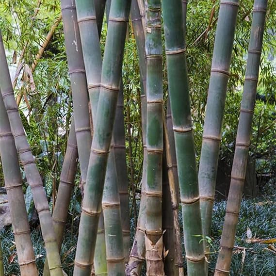 CHUXAY GARDEN Dendrocalamus Giganteus Seed 40 Seeds Rare Giant Bamboo The Tallest Bamboo Evergreen Plant Fast Grow Wonderful Choice for Garden