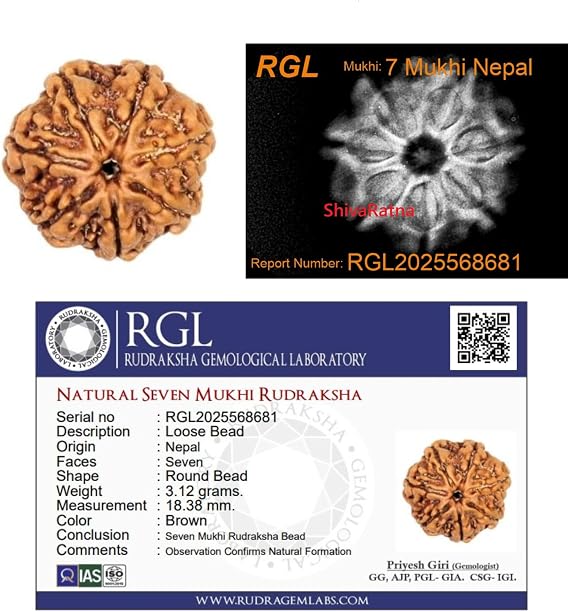 7 Mukhi X-Ray Certified Rudraksha Beads - Nepal Origin - Hand Picked