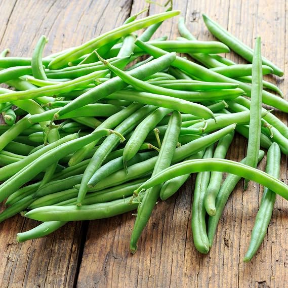 Mountain Valley Seed Co Organic Bush Blue Lake 274 Bean - 1 LB ~1,200 Seeds | Organic, Non-GMO, Open Pollinated, Heirloom, Vegetable Gardening Seeds