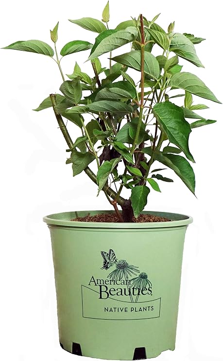 American Beauties Native Plants - Cornus ser. 'Cardinal' (Red Twig Dogwood) Shrub, white flowers, #3 - Size Container