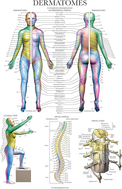 Palace Learning Dermatomes & Nervous System Anatomical Chart - Dermatomes Anatomy Poster, LAMINATED 18' x 24"