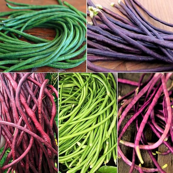 TomorrowSeeds - 5 Colors Mix Yard Long Bean Seeds - 90+ Count - for 2026 Planting Purple Green Red Pink White Rainbow Blend Multi Variety Vining Pole Asian Vegetable Grow Your Own Home Farm Patio
